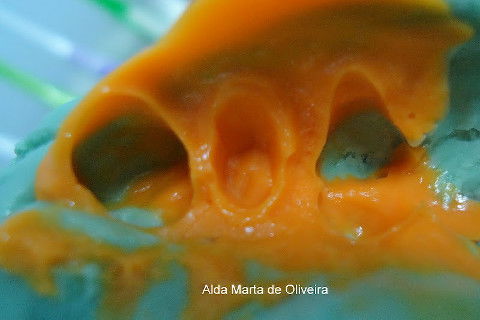 Reabilitação do Elemento 14