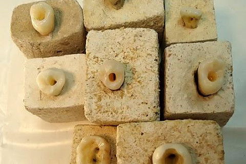 Laboratório Pré-Clínico de Endodontia da Unifal