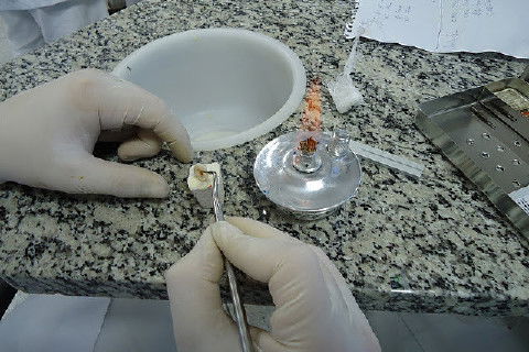 Laboratório Pré-Clínico de Endodontia da Unifal