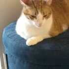 Dr. Arion Denisar Olsen (Dentista)